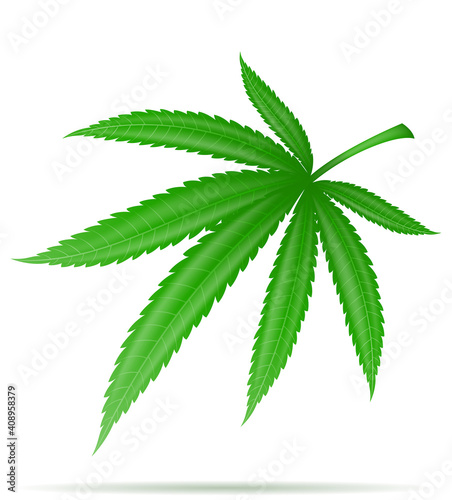 cannabis marijuana leaf medicinal drug legalization vector illustration
