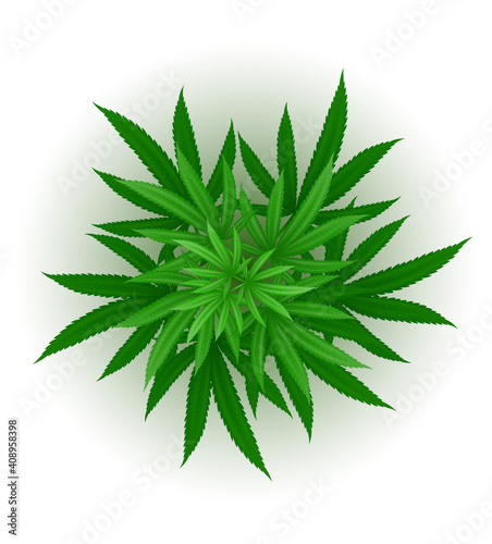 cannabis marijuana leaf medicinal drug legalization vector illustration