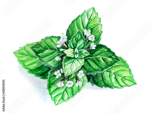 Mint green with flowers and leaves. Watercolor illustration.