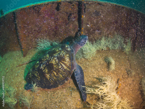 Green turtle in a shipwreck (La Paz, Baja California Sur, Mexico) photo