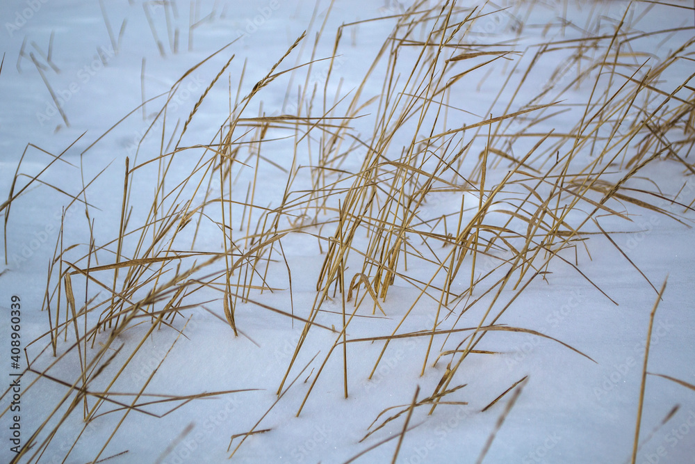 Wheat remained under the snow unharvested crop. Wheat remained under the snow unharvested crop.