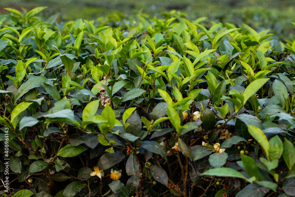 Green tea leaf or Camellia sinensis is the plant Green tea leaf or Camellia sinensis is the plant