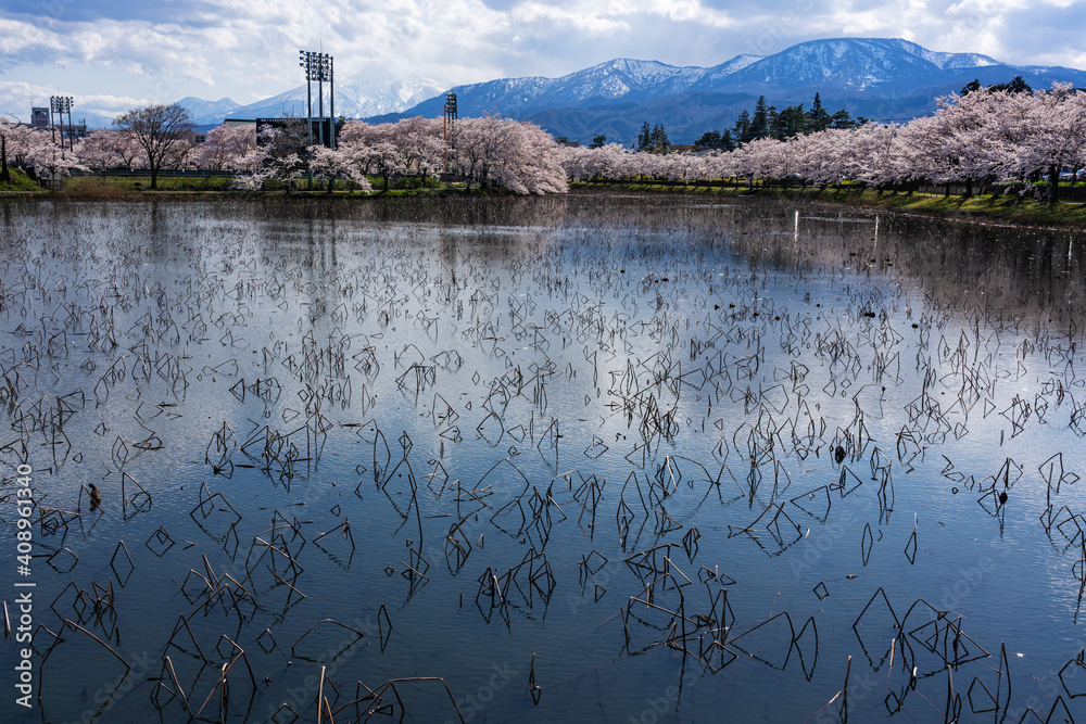 高田公園の池畔に咲く満開の桜 Stock Photo | Adobe Stock