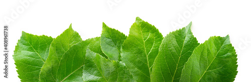 Apple leaves isolate. Apple leaf on white background. Green apple leaves. Leaf background.