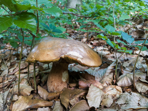 Old wild boletus on forest floor surrounded with dry leaves and young trees