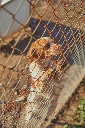 hunting dog inside a cage during a sunny morning