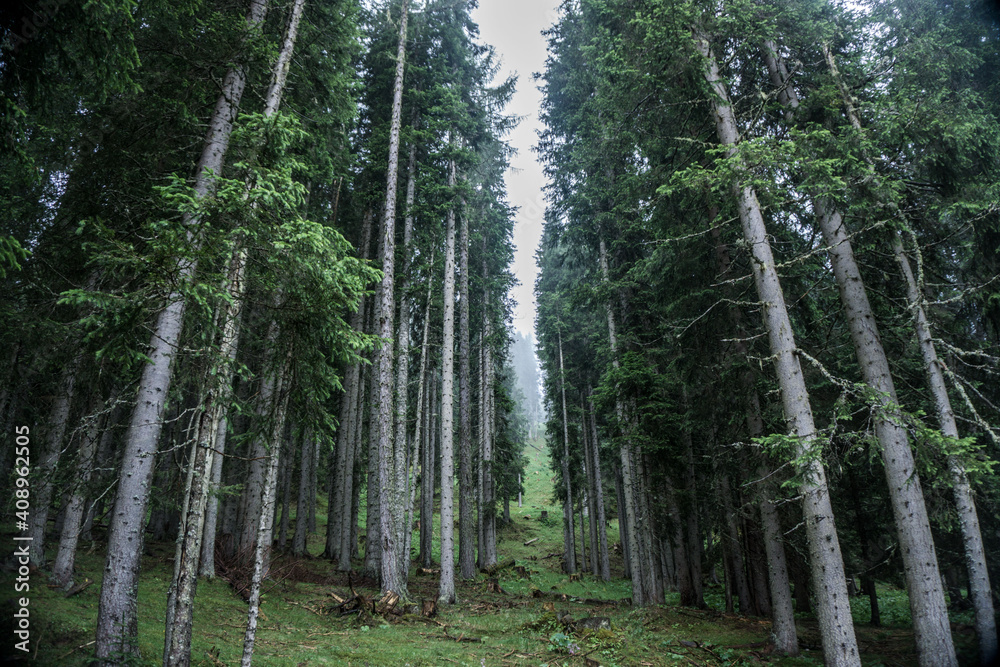 Fototapeta premium Forest, italy