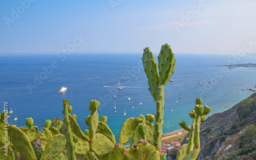 Kaktus am Meer