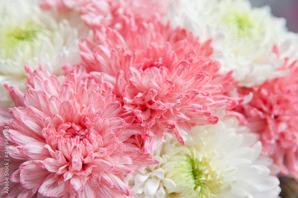 Pink peony close-up. Beautiful flower with many petals. Pink peony close-up. Beautiful flower with many petals.