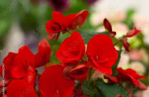 Begonia flowers red and pink in a garden