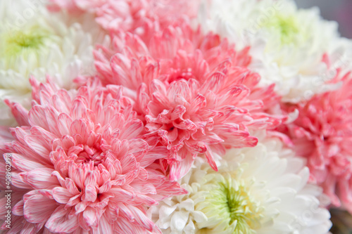 Pink peony close-up. Beautiful flower with many petals.