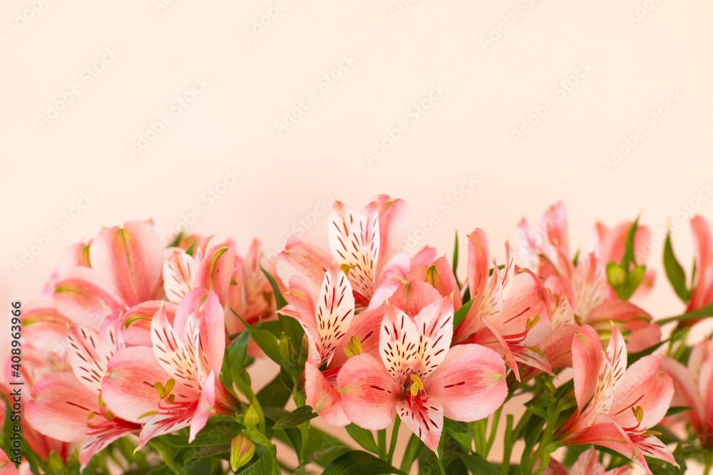 Beautiful bouquet of alstroemeria flowers on light background. Beautiful bouquet of alstroemeria flowers on light background.