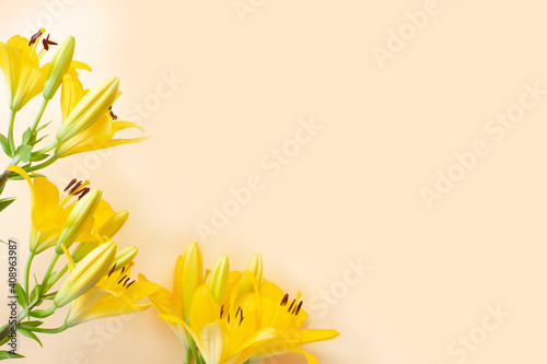 Big yellow flowers lilies on light background.