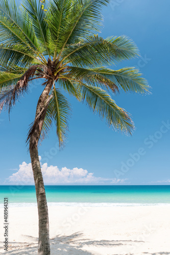 Fototapeta Naklejka Na Ścianę i Meble -  Palm tree at tropical beach on blue sky abstract background. Summer vacation and nature travel adventure concept.
