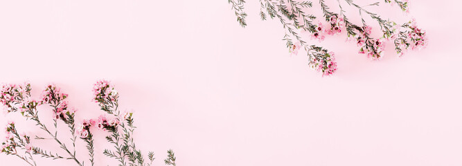Beautiful spring flowers composition flatlay. Pink flowers on pastel pink background. Valentines Day, Easter, Happy Women's Day, Mother's day. Flat lay, top view, copy space