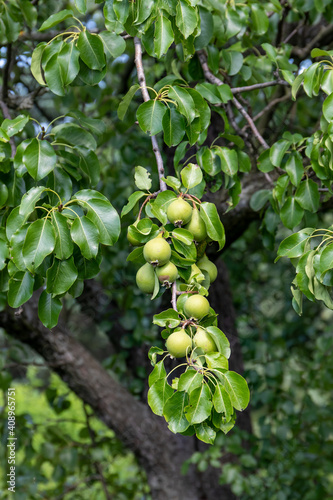 Branches with green fruits of wild pear, abundant fruiting. Pear (Pyrus) is a genus of fruit and ornamental trees and shrubs of the Rosaceae family