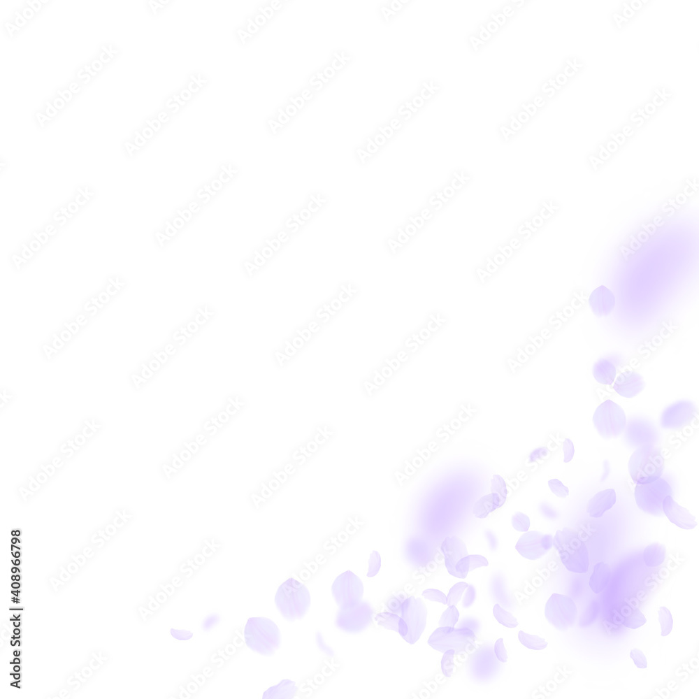Violet flower petals falling down. Divine romantic Violet flower petals falling down. Divine romantic