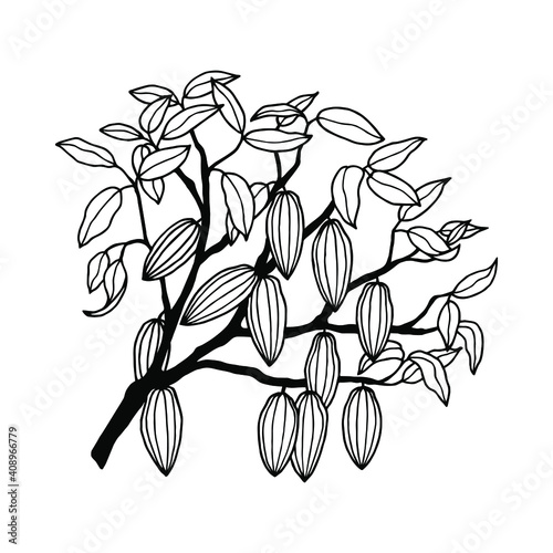 Cocoa tree. Vector stock illustration eps10. Hand drawing isolate on white background, outline. 