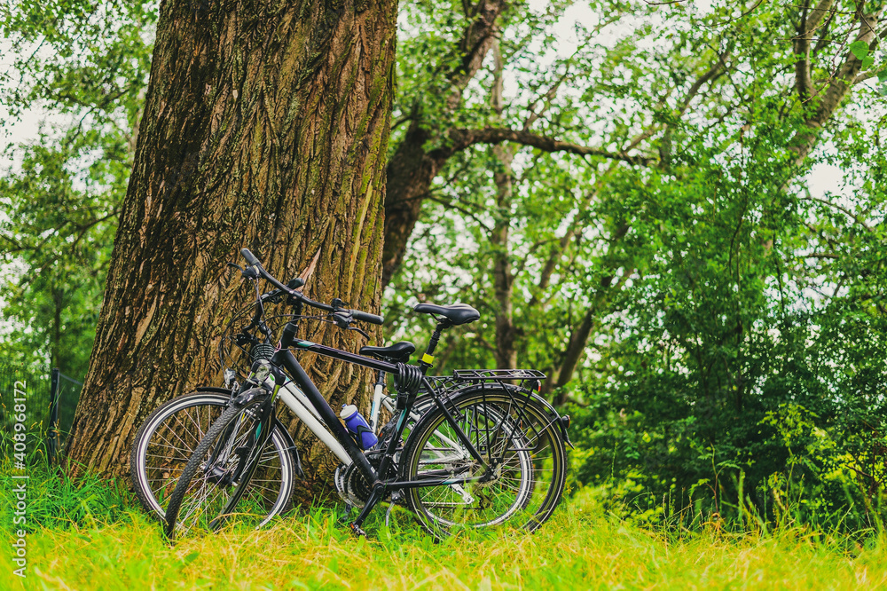 two bicycles lean against a tree in a city park. cycling or commuting in city urban environment, ecological transportation concept
