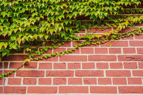 Old texture brick wall, background, detailed pattern covered in ivy. Ivy on a brick wall