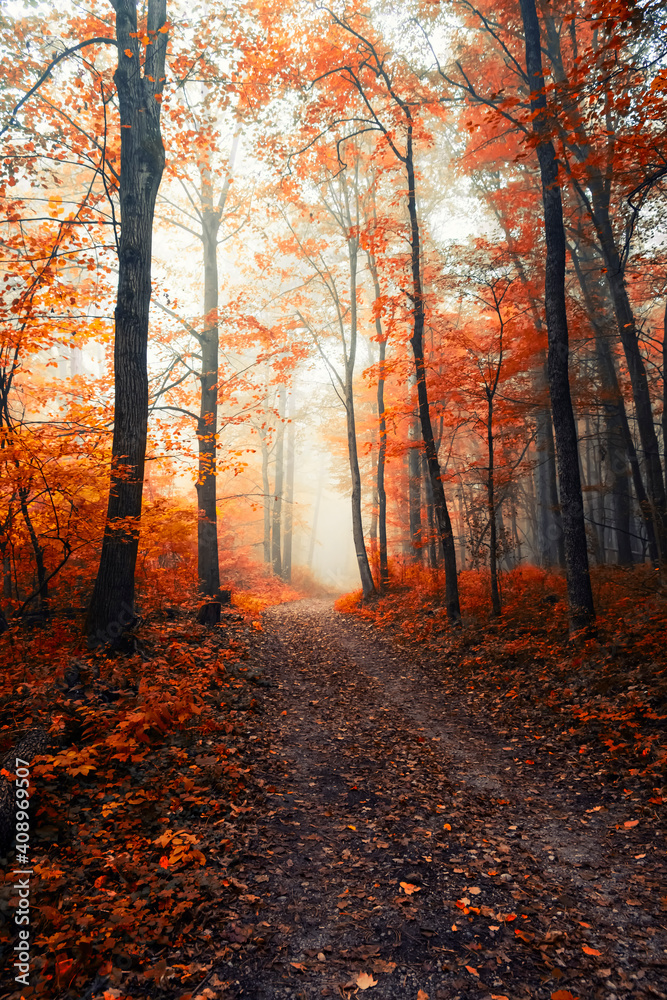 colorful misty forest in autumn time