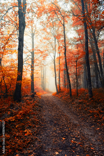 colorful misty forest in autumn time © babaroga