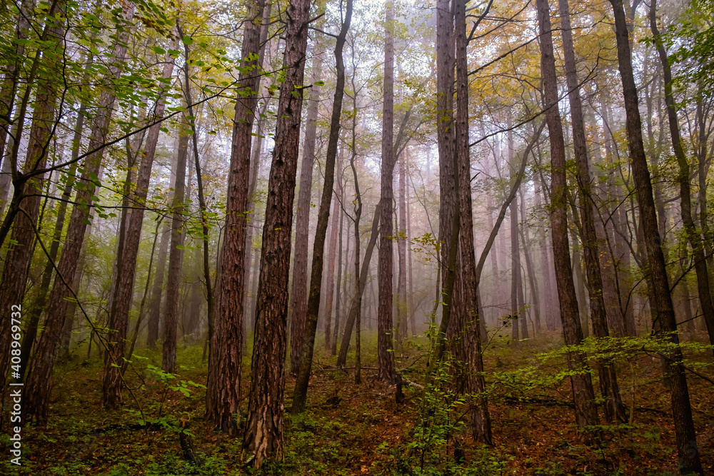 Obraz premium colorful misty forest in autumn time