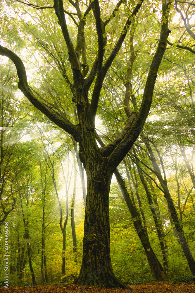 Obraz premium sun rays in the forest