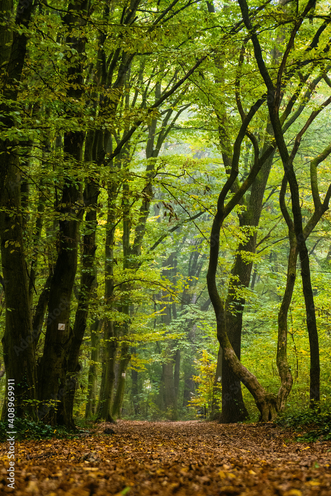 autumn forest in the morning