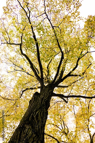 autumn tree in the park