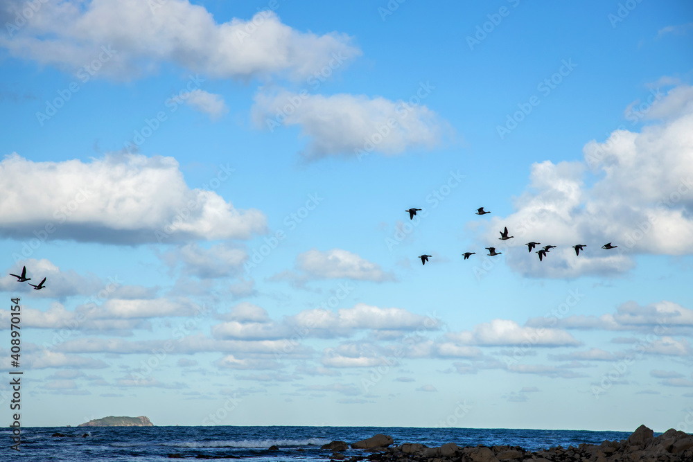 Flight of geese over a beach in Brittany