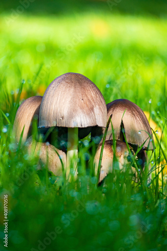 mushrooms in the grass in the morning light