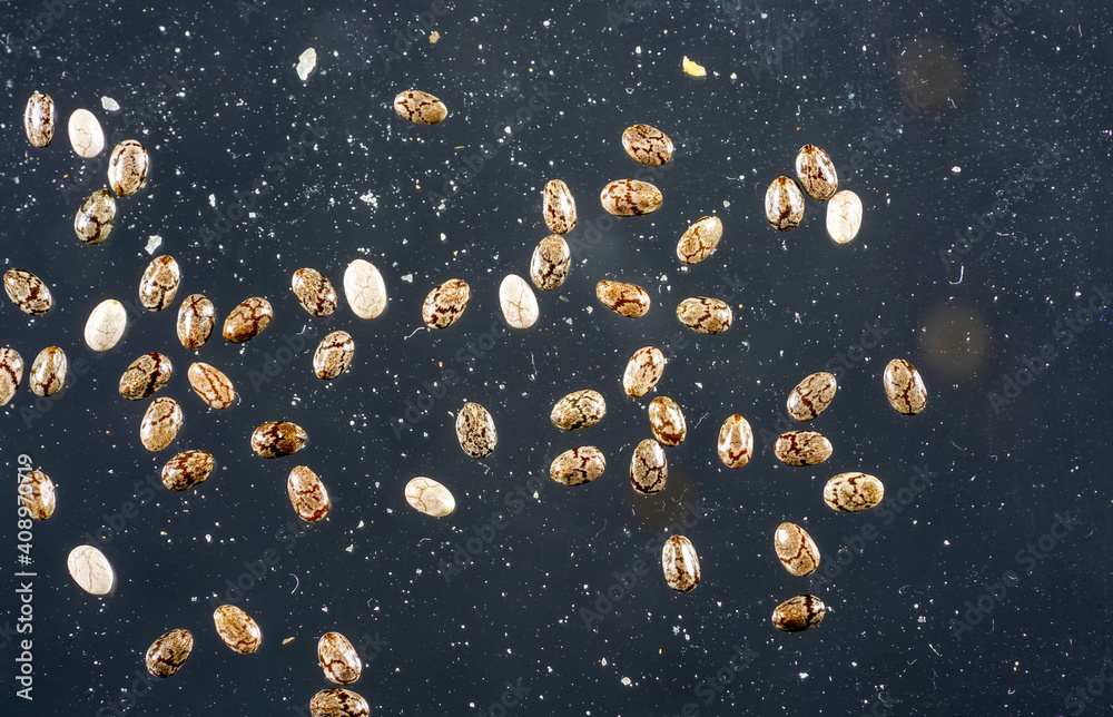 Chia seeds against black background Chia seeds against black background