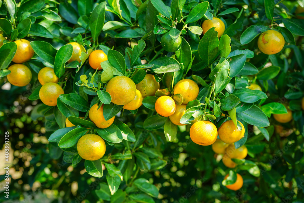 Fresh organic small orange (Citrus Japonica Thunb),Kumquats in the garden.