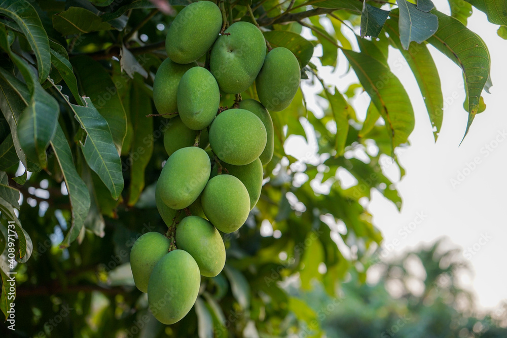 Fresh green organic bunch of mangoes hanging on a mango tree. Mangifera indica L. Var. Fresh green organic bunch of mangoes hanging on a mango tree. Mangifera indica L. Var.