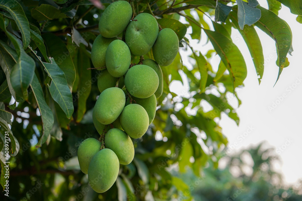 Fresh green organic bunch of mangoes hanging on a mango tree. Mangifera indica L. Var.