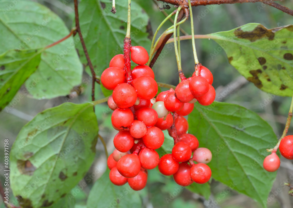 Far-eastern berries (Schisandra chinensis)