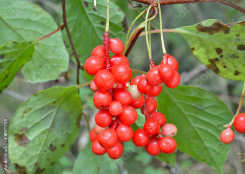 Far-eastern berries (Schisandra chinensis)