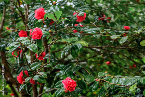 Beautiful flowering of Camellia japonica in Portugal