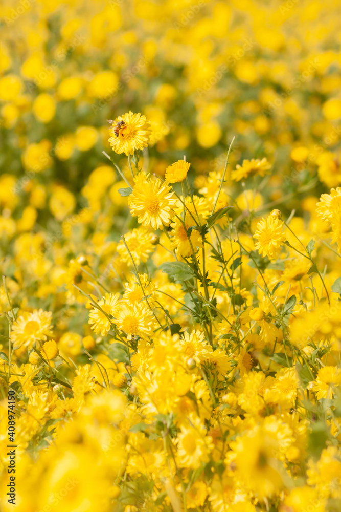 Chrysanthemum indicum Linn flowers with bee Chrysanthemum indicum Linn flowers with bee