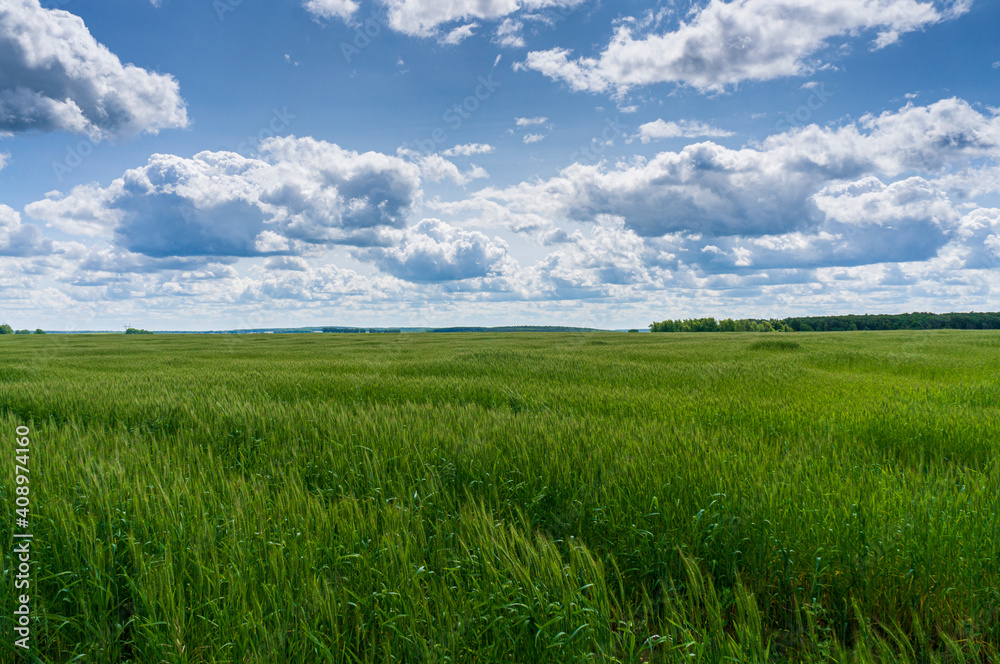 green field and blue sky