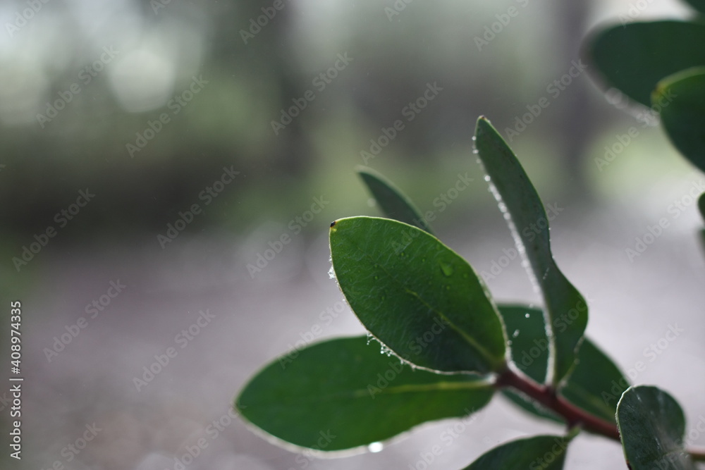Close up (macro) of green leaves with blurred background Close up (macro) of green leaves with blurred background