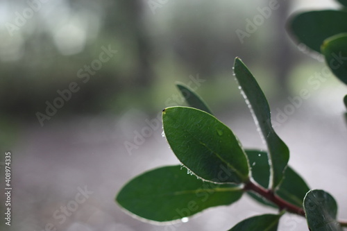 Close up  macro  of green leaves with blurred background