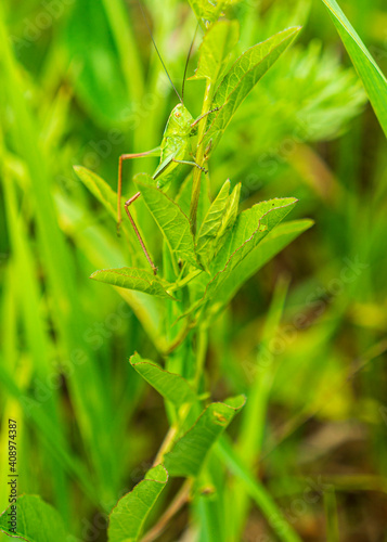 Green grasshopper on a green flower.
