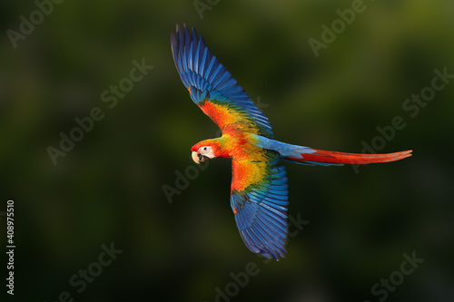 Macaw bird is flying in the farest.