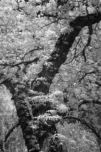 Chestnut tree in the springtime. Young green leaves covering all branches - foliage in infrared (modified DSLR camera).