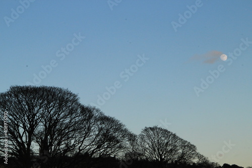 moon and trees in the park