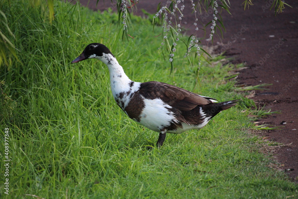 Duck in grass