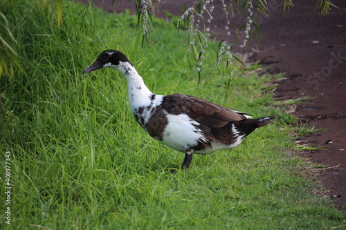 Duck in grass