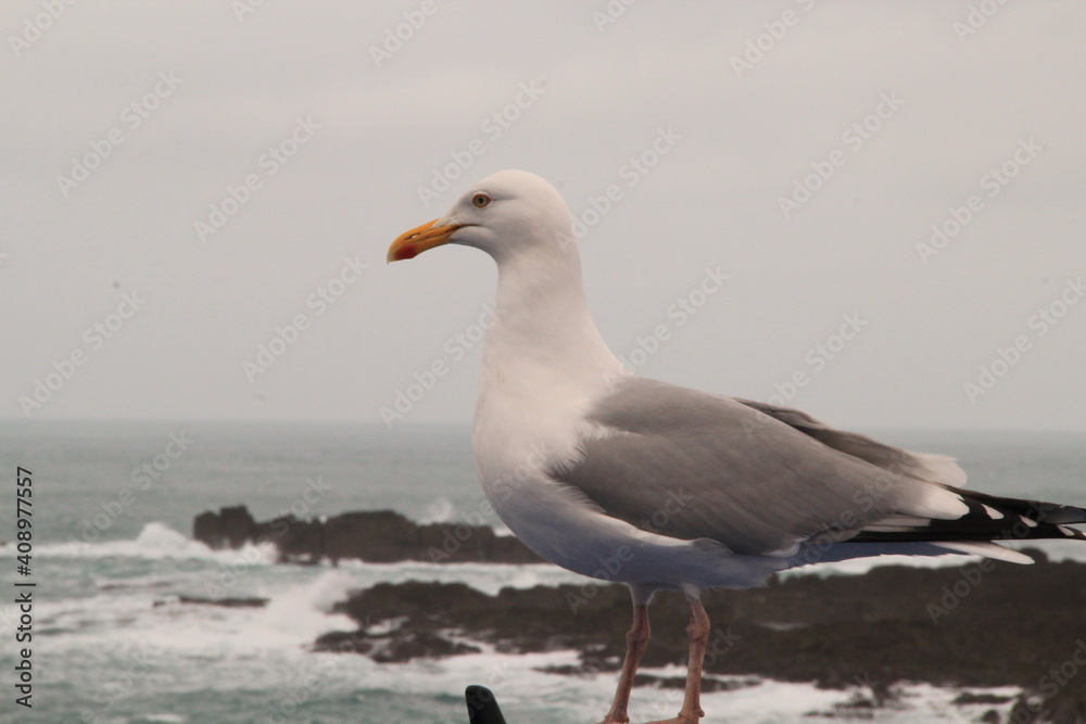 seagull on the beach seagull on the beach